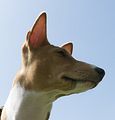 Basenji KSM Muenster 2014 (1053)